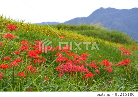 彼岸花56(香川県高松市東植田町) 彼岸花56(香川県高松市東植田町) 95215180