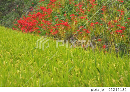 彼岸花57(香川県高松市東植田町) 彼岸花57(香川県高松市東植田町) 95215182