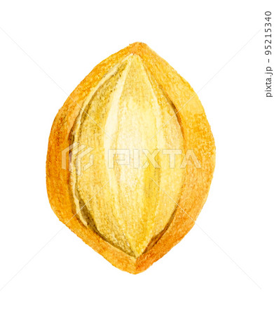 クッペ　パンの手描き水彩イラスト素材 95215340