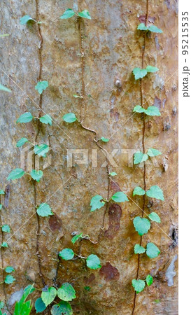 木の幹に生える蔦の葉 95215535