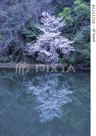 池のほとりの一本桜 95215738