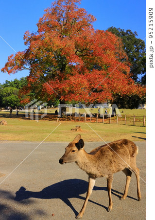 奈良公園（奈良市）の紅葉と鹿 95215909