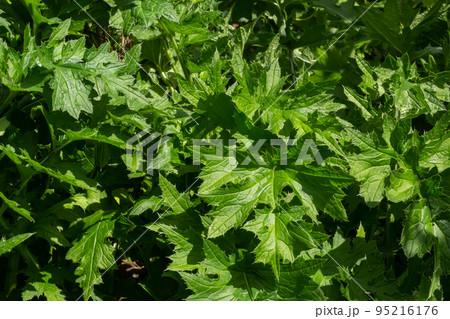 Leaf rosette of a spear thistle, Cirsium vulgare 95216176