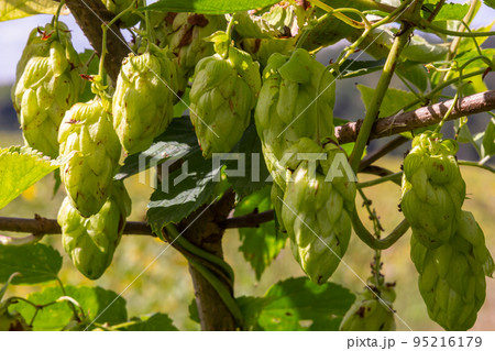 Humulus lupulus is a species of perennial herbaceous plants of the hemp family. A medicinal plant that grows in the wild and is also cultivated in agro-industry 95216179