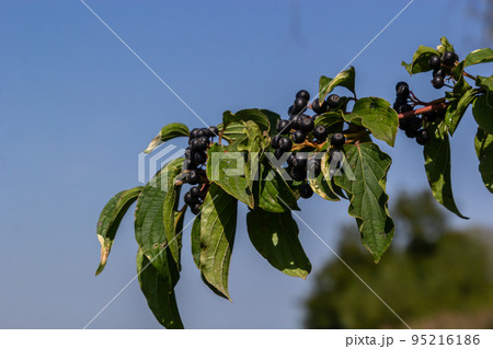 Cornus sanguinea is a perennial plant of the sod family. A tall shrub with small flowers and black inedible berries. Turf-well is grown as an ornamental plant 95216186