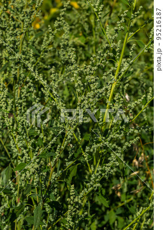 Chenopodium album is a type of annual herbaceous gray-green, covered with grayish powder plants of the Lobodaceae family 95216187