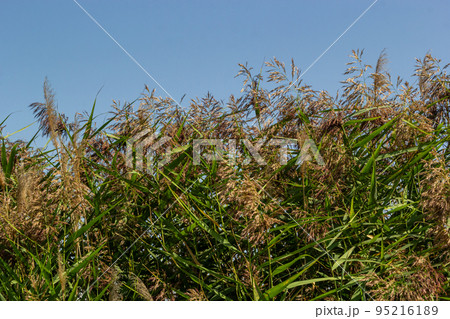 Phragmites australis is a herbaceous perennial bluish-green plant of the grass family, with a long creeping rhizome Phragmites australis is a herbaceous perennial bluish-green plant of the grass family, with a long creeping rhizome 95216189