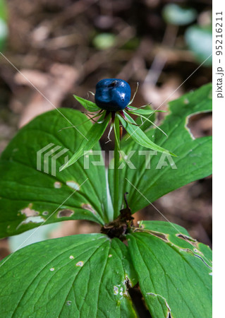 Paris quadrifolia. A poisonous plant, it can also be used as a medicinal plant 95216211