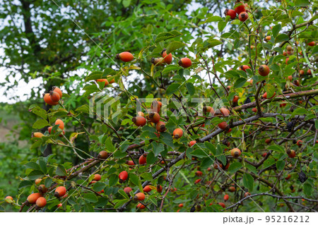 Rosa canina is a perennial plant of the rose family, a tall bush with arcuately hanging branches covered with strong hooked spines. Vitamin, medicinal, food, honey, ethereal, tannin-bearing, dyeing, 95216212