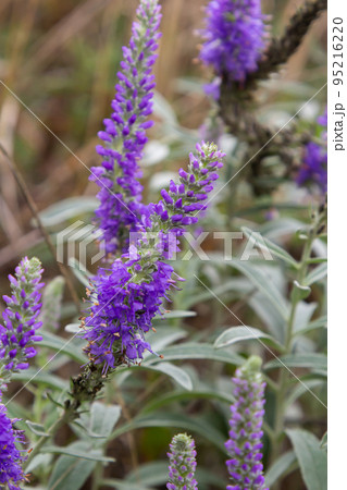 Blue Spike speedwell, Veronica spicata, blooming in a dunny garden in June, closeup with selective focus 95216220