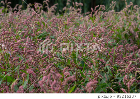 Colorful Persicaria longiseta, a species of flowering plant in the knotweed family 95216237