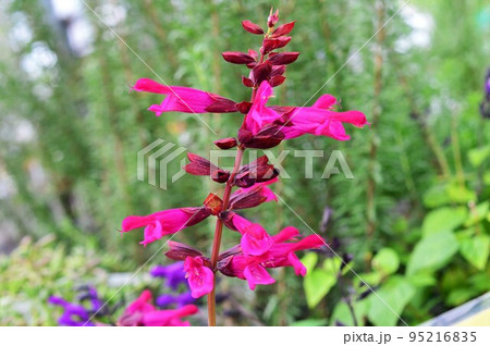 サルビアガラニチカ　赤紫　苗　メドーセージ 楽天市場】宿根草 サルビア ガラニチカ （メドーセージ）3.5号(直径