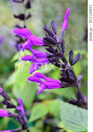 紫色のメドーセージ（サルビア・ガラニチカ）の写真素材 [95216841
