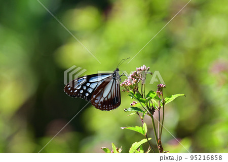 アサギマダラ 95216858