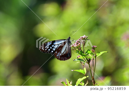 アサギマダラ 95216859