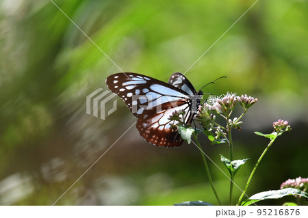 アサギマダラ 95216876