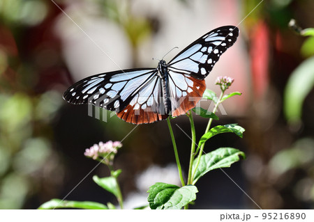 アサギマダラ 95216890