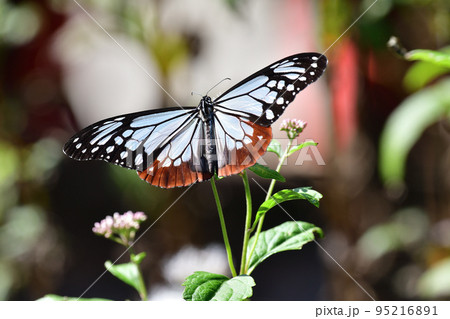 アサギマダラ 95216891