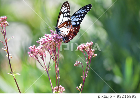 アサギマダラ 95216895