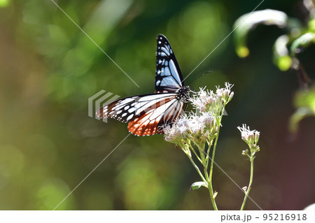 アサギマダラ 95216918