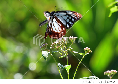 アサギマダラ 95216952