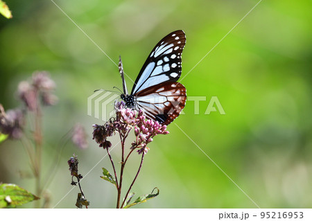 アサギマダラ 95216953