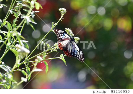 アサギマダラ 95216959