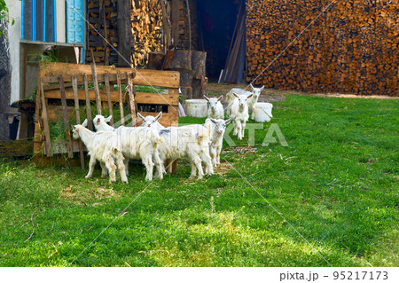 Little herd of cute kids goats eating grass in a rural yard Little herd of cute kids goats eating grass in a rural yard 95217173
