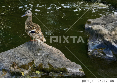 Wild brown duck sit on volcanic rocks among water Wild brown duck sit on volcanic rocks among water 95217180