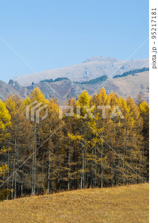 Picturesque view of mountain slope covered with colorful trees Picturesque view of mountain slope covered with colorful trees 95217181