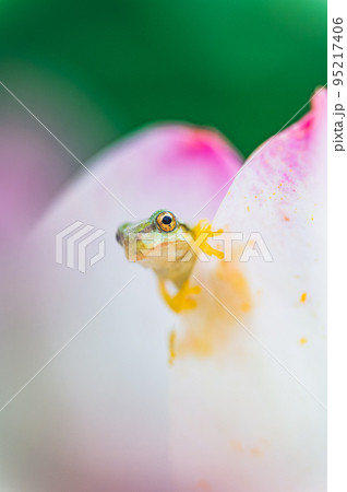 アマガエルと蓮の花 アマガエルと蓮の花 95217406