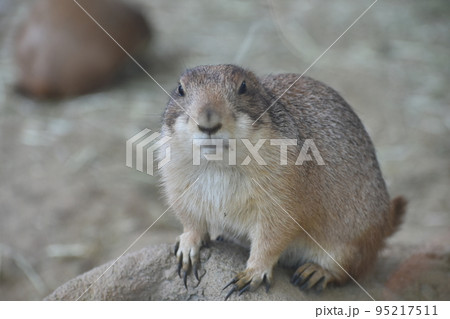 動物 動物 95217511