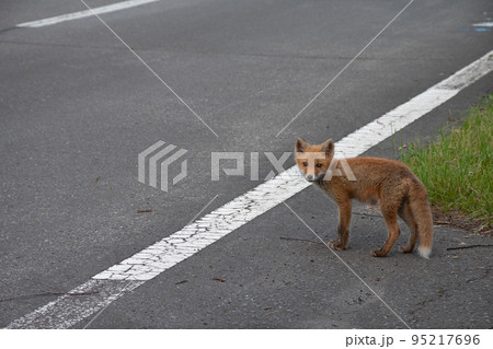 道路脇のキタキツネの子どもの写真素材 [95217696] - PIXTA