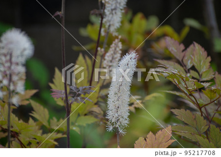 白い花が満開のサラシナショウマ 白い花が満開のサラシナショウマ 95217708