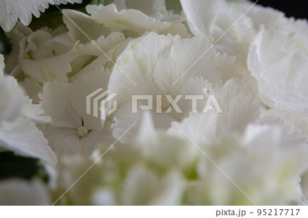 白いあじさいのクローズアップ 95217717