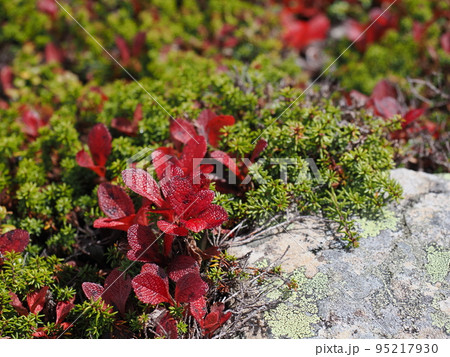 ウラシマツツジの紅葉 ウラシマツツジの紅葉 95217930