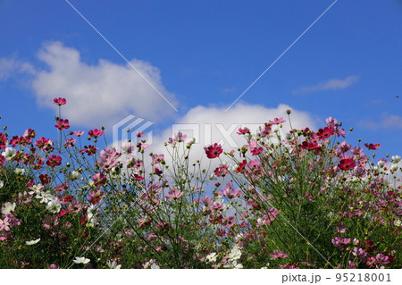 秋桜 秋桜 95218001