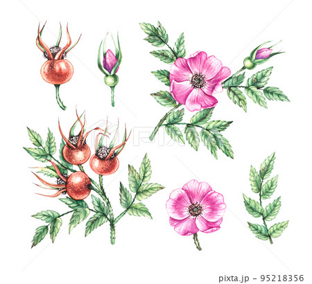 Watercolor set of rosehip branch with flowers and berries Watercolor set of rosehip branch with flowers and berries 95218356