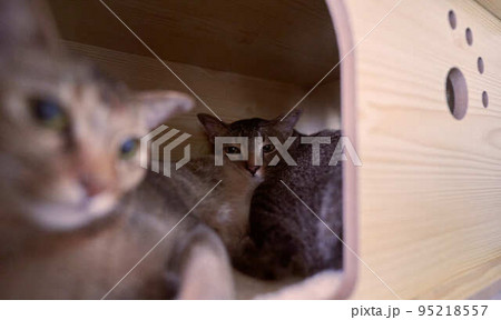A pair of domesticated tabby cat A pair of domesticated tabby cat 95218557