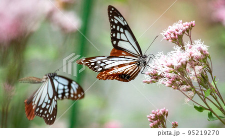 旅する蝶アサギマダラの優美な姿 95219270