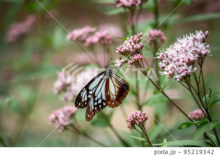 旅する蝶アサギマダラの優美な姿 旅する蝶アサギマダラの優美な姿 95219342