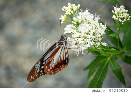 旅する蝶アサギマダラの優美な姿 旅する蝶アサギマダラの優美な姿 95219359