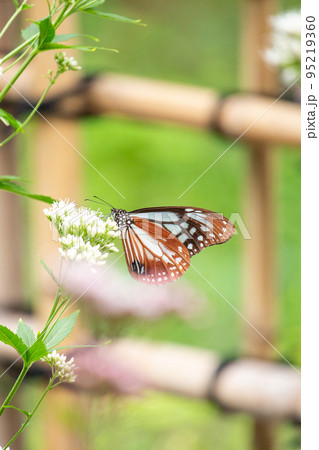 旅する蝶アサギマダラの優美な姿 旅する蝶アサギマダラの優美な姿 95219360