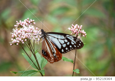 旅する蝶アサギマダラの優美な姿 95219364