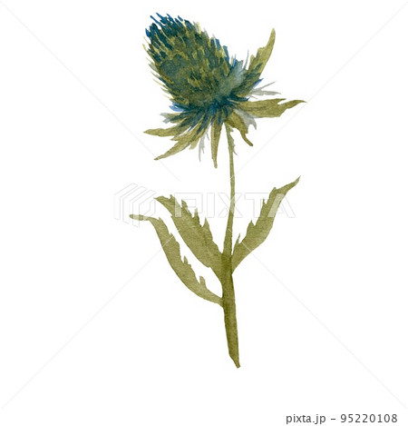 A blue and green thistle watercolor illustration A blue and green thistle watercolor illustration 95220108