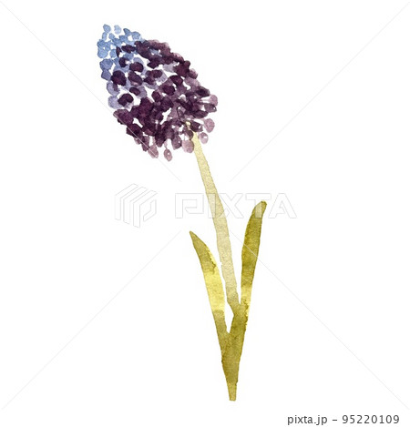 A blue and violet hyacinth watercolor illustration A blue and violet hyacinth watercolor illustration 95220109