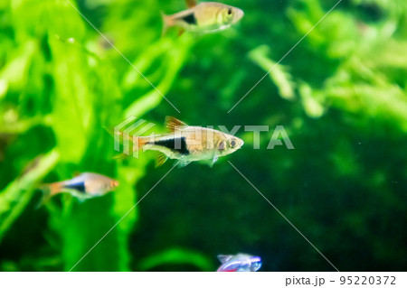 freshwater tropical neon fish in aquarium freshwater tropical neon fish in aquarium 95220372