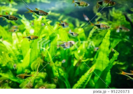 freshwater tropical neon fish in aquarium freshwater tropical neon fish in aquarium 95220373