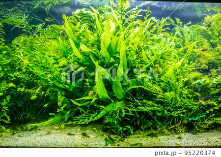 aquatic plant in aquarium tank 95220374