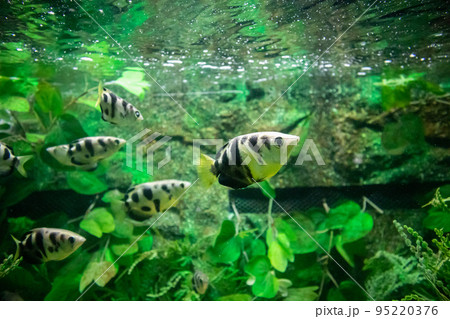 Archer fish in aquarium Archer fish in aquarium 95220376